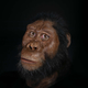 Imagen para el artículo titulado El cráneo de un antepasado humano revela como nunca antes el rostro de nuestro pasado evolutivo